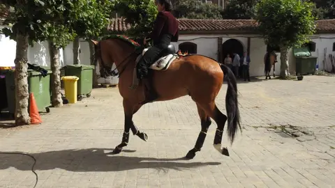 Ventura y Hernández salvan una tarde deslucida en León con una puerta grande compartida. Una mansa corrida de Soto de la Fuente condiciona el festejo, en el que Sergio Galán logra una oreja de mérito tras sufrir una caída sin consecuencias.