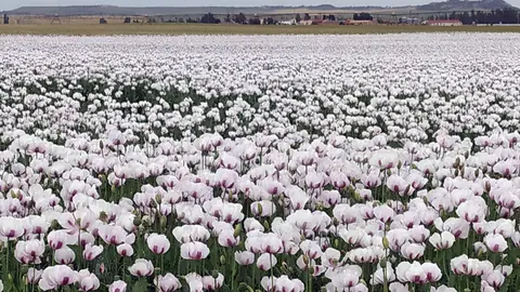 Plantación de adormidera en Castilla y León. Foto: Rubén Cacho.