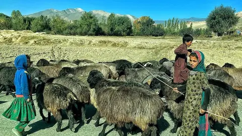 Una niña afgana pastorea un rebaño a las afueras de Kabul. Foto: A. F. Reca