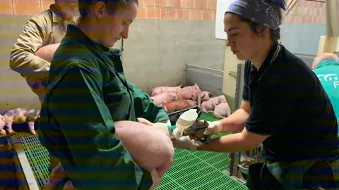 La Agencia Europea de Medicamentos avala la primera vacuna del mundo frente a la disentería porcina desarrollada por Aquilón. Foto: ULE