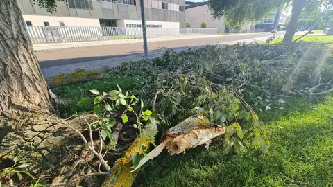 Un hombre de 73 años ha fallecido este viernes 4 de julio tras haber sido alcanzado por una rama que se desprendió de un árbol durante la fuerte tormenta que sacudió León en la tarde del jueves. En la imagen, el lugar en el que se produjo el fatal suceso. Fotos: Heraldo de León