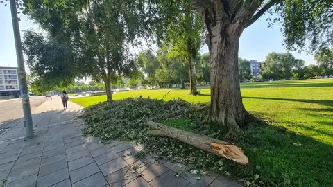 Un hombre de 73 años ha fallecido este viernes 4 de julio tras haber sido alcanzado por una rama que se desprendió de un árbol durante la fuerte tormenta que sacudió León en la tarde del jueves. En la imagen, el lugar en el que se produjo el fatal suceso. Fotos: Heraldo de León