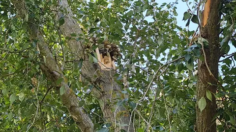 Un hombre de 73 años ha fallecido este viernes 4 de julio tras haber sido alcanzado por una rama que se desprendió de un árbol durante la fuerte tormenta que sacudió León en la tarde del jueves. En la imagen, el lugar en el que se produjo el fatal suceso. Fotos: Heraldo de León