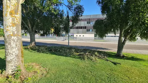 Un hombre de 73 años ha fallecido este viernes 4 de julio tras haber sido alcanzado por una rama que se desprendió de un árbol durante la fuerte tormenta que sacudió León en la tarde del jueves. En la imagen, el lugar en el que se produjo el fatal suceso. Fotos: Heraldo de León