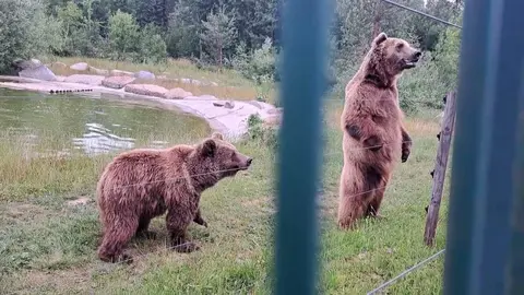 Luna y Ponderoso, dos osos pardos centroeuropeos, dejarán próximamente el recinto en el que han vivido toda su vida: el Coto Escolar de León. Allí han pasado 33 años en cautividad, convirtiéndose en los osos más longevos en su especie bajo supervisión humana en España. Su historia, cargada de afecto, debate y reivindicación, encuentra ahora un nuevo capítulo: serán trasladados al santuario Gnadenhof für Bären, en las afueras de Múnich (Alemania), un centro especializado en ofrecer segundas oportunidades a animales rescatados.