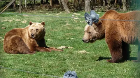 Luna y Ponderoso, dos osos pardos centroeuropeos, dejarán próximamente el recinto en el que han vivido toda su vida: el Coto Escolar de León. Allí han pasado 33 años en cautividad, convirtiéndose en los osos más longevos en su especie bajo supervisión humana en España. Su historia, cargada de afecto, debate y reivindicación, encuentra ahora un nuevo capítulo: serán trasladados al santuario Gnadenhof für Bären, en las afueras de Múnich (Alemania), un centro especializado en ofrecer segundas oportunidades a animales rescatados.
