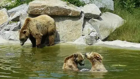 Luna y Ponderoso, dos osos pardos centroeuropeos, dejarán próximamente el recinto en el que han vivido toda su vida: el Coto Escolar de León. Allí han pasado 33 años en cautividad, convirtiéndose en los osos más longevos en su especie bajo supervisión humana en España. Su historia, cargada de afecto, debate y reivindicación, encuentra ahora un nuevo capítulo: serán trasladados al santuario Gnadenhof für Bären, en las afueras de Múnich (Alemania), un centro especializado en ofrecer segundas oportunidades a animales rescatados.