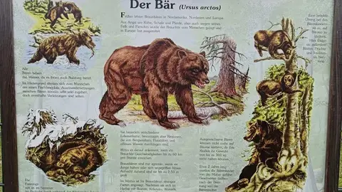 Luna y Ponderoso, dos osos pardos centroeuropeos, dejarán próximamente el recinto en el que han vivido toda su vida: el Coto Escolar de León. Allí han pasado 33 años en cautividad, convirtiéndose en los osos más longevos en su especie bajo supervisión humana en España. Su historia, cargada de afecto, debate y reivindicación, encuentra ahora un nuevo capítulo: serán trasladados al santuario Gnadenhof für Bären, en las afueras de Múnich (Alemania), un centro especializado en ofrecer segundas oportunidades a animales rescatados.