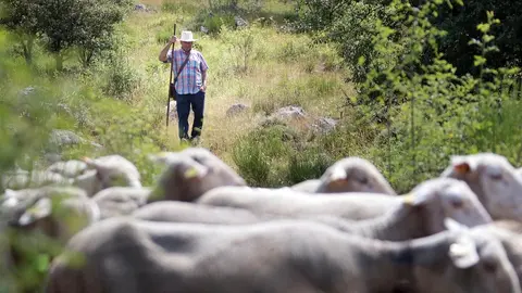 La Asociación Club de Producto Caminos Trashumantes, con la colaboración de la Junta Vecinal de Salamón y el Club de Montaña Pandetrave, organizan la jornada ‘Trashumancia sin barreras’. Foto: Peio García