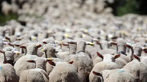 La Asociación Club de Producto Caminos Trashumantes, con la colaboración de la Junta Vecinal de Salamón y el Club de Montaña Pandetrave, organizan la jornada ‘Trashumancia sin barreras’. Foto: Peio García
