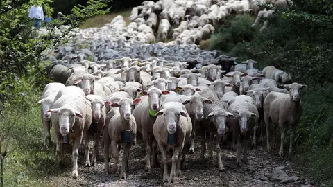 La Asociación Club de Producto Caminos Trashumantes, con la colaboración de la Junta Vecinal de Salamón y el Club de Montaña Pandetrave, organizan la jornada ‘Trashumancia sin barreras’. Foto: Peio García