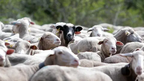 La Asociación Club de Producto Caminos Trashumantes, con la colaboración de la Junta Vecinal de Salamón y el Club de Montaña Pandetrave, organizan la jornada ‘Trashumancia sin barreras’. Foto: Peio García