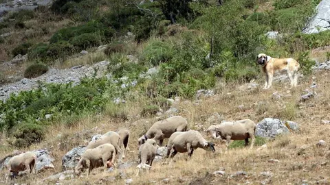 La Asociación Club de Producto Caminos Trashumantes, con la colaboración de la Junta Vecinal de Salamón y el Club de Montaña Pandetrave, organizan la jornada ‘Trashumancia sin barreras’. Foto: Peio García