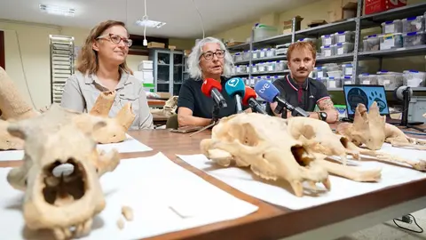 Investigadores de la Universidad de León y del Museo Nacional de Ciencias Naturales presentan la primera Campaña de recuperación de restos de fauna del Cuaternario en cuevas de la provincia. Foto: Campillo