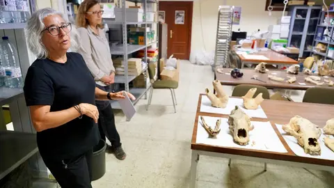 Investigadores de la Universidad de León y del Museo Nacional de Ciencias Naturales presentan la primera Campaña de recuperación de restos de fauna del Cuaternario en cuevas de la provincia. Foto: Campillo