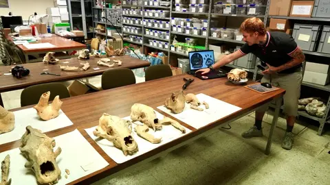 Investigadores de la Universidad de León y del Museo Nacional de Ciencias Naturales presentan la primera Campaña de recuperación de restos de fauna del Cuaternario en cuevas de la provincia. Foto: Campillo
