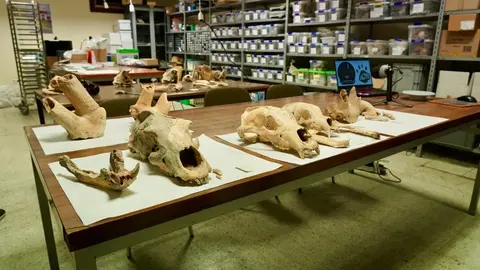 Investigadores de la Universidad de León y del Museo Nacional de Ciencias Naturales presentan la primera Campaña de recuperación de restos de fauna del Cuaternario en cuevas de la provincia. Foto: Campillo