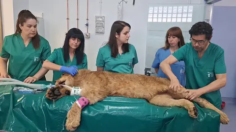 Dos leoneses africanos del Parque Natural de Cabárceno reciben un tratamiento pionero en el Hospital Veterinario de la Universidad de León.