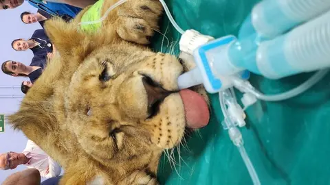 Dos leoneses africanos del Parque Natural de Cabárceno reciben un tratamiento pionero en el Hospital Veterinario de la Universidad de León.