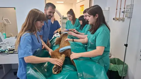 Dos leoneses africanos del Parque Natural de Cabárceno reciben un tratamiento pionero en el Hospital Veterinario de la Universidad de León.