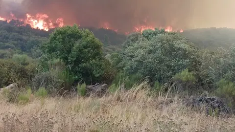 Las Médulas, Patrimonio de la Humanidad, devastadas por el fuego: centenares de castaños centenarios arrasados. El incendio arrasa el emblemático paraje y deja tras de sí un paisaje desolador que enluta a la comunidad local. Fotos de Diputación de León