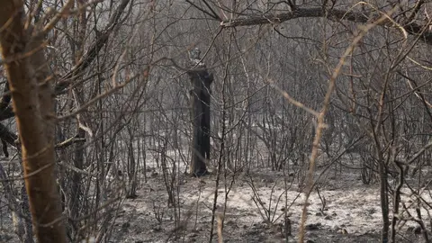 Las Médulas, reconocidas internacionalmente como Patrimonio de la Humanidad, han sucumbido al voraz incendio que desde hace días asola la provincia de León. El fuego no ha dejado rincón sin quemar, arrasando el característico paisaje de esta antigua mina romana y convirtiéndolo en un escenario de ceniza y destrucción. Fotos: DipuLeón