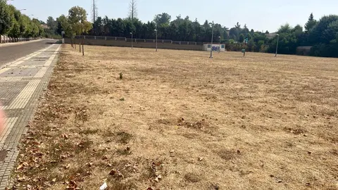 Apenas unos árboles resecos y una extensión de hierba amarillenta conforman hoy el único parque urbano del entorno de la calle Río Camba, en León capital. Situado entre algunas de las urbanizaciones más lujosas de la ciudad, el espacio, que debería ser un pulmón verde para cientos de familias, se ha convertido en un terreno baldío.