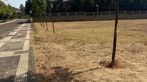 Apenas unos árboles resecos y una extensión de hierba amarillenta conforman hoy el único parque urbano del entorno de la calle Río Camba, en León capital. Situado entre algunas de las urbanizaciones más lujosas de la ciudad, el espacio, que debería ser un pulmón verde para cientos de familias, se ha convertido en un terreno baldío.