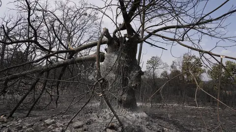 Efectos incendio en Las Médulas. Foto: César Hornija.