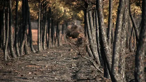 La huella del fuego en Herreros de Jamuz es visible, a Jiménez de Jamuz lo salvaron los jóvenes al hacer cortafuegos. Fotos: Peio García