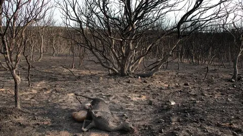 La huella del fuego en Herreros de Jamuz es visible, a Jiménez de Jamuz lo salvaron los jóvenes al hacer cortafuegos. Fotos: Peio García