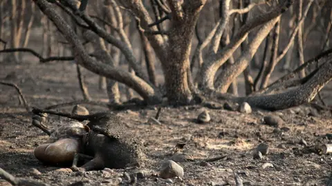 La huella del fuego en Herreros de Jamuz es visible, a Jiménez de Jamuz lo salvaron los jóvenes al hacer cortafuegos. Fotos: Peio García