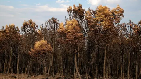 La huella del fuego en Herreros de Jamuz es visible, a Jiménez de Jamuz lo salvaron los jóvenes al hacer cortafuegos. Fotos: Peio García