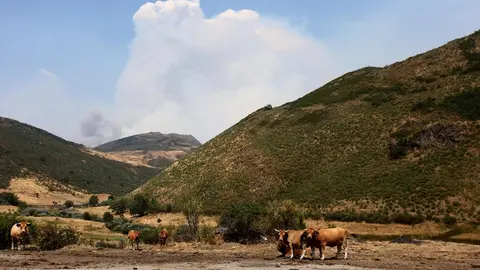 Incendio en Anllares del Sil y Orallo. La provincia de León vive un momento dramático en los incendios. Fotos: César Hornija
