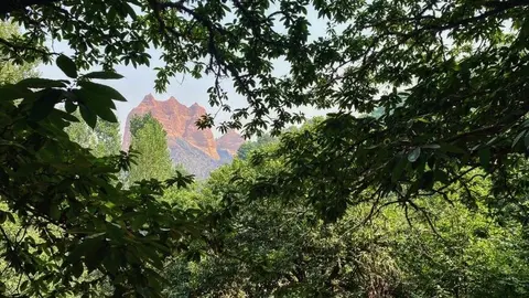 La Fundación Las Médulas recorre el abrasado paraje Patrimonio de la Humanidad berciano y encuentra pequeños resquicios de esperanza como la supervivencia de varios castaños centenarios. Foto: Fund. Las Médulas