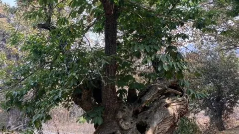 La Fundación Las Médulas recorre el abrasado paraje Patrimonio de la Humanidad berciano y encuentra pequeños resquicios de esperanza como la supervivencia de varios castaños centenarios. Foto: Fund. Las Médulas