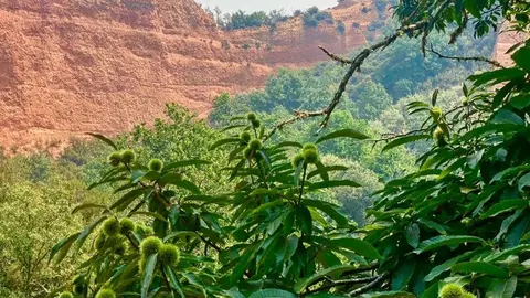 La Fundación Las Médulas recorre el abrasado paraje Patrimonio de la Humanidad berciano y encuentra pequeños resquicios de esperanza como la supervivencia de varios castaños centenarios. Foto: Fund. Las Médulas