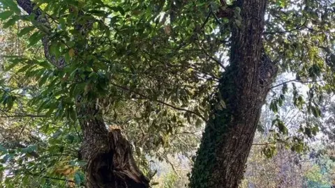 La Fundación Las Médulas recorre el abrasado paraje Patrimonio de la Humanidad berciano y encuentra pequeños resquicios de esperanza como la supervivencia de varios castaños centenarios. Foto: Fund. Las Médulas