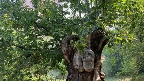 La Fundación Las Médulas recorre el abrasado paraje Patrimonio de la Humanidad berciano y encuentra pequeños resquicios de esperanza como la supervivencia de varios castaños centenarios. Foto: Fund. Las Médulas