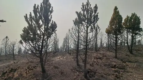 Pedro Sánchez, este domingo visitando los efectos del fuego de Orallo en León. Foto: Diputación de León