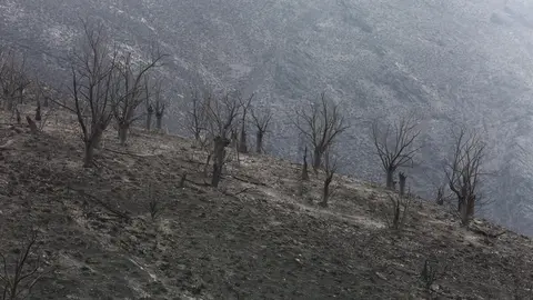 Efectos del incendio que ha afectado al municipio de Oencia. Foto: César Hornija.