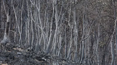 Efectos del incendio que ha afectado al municipio de Oencia. Foto: César Hornija.
