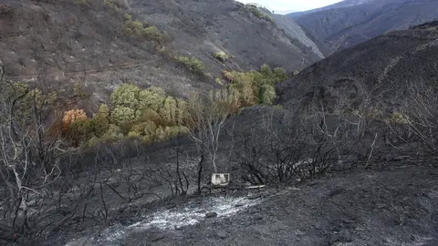 Efectos del incendio que ha afectado al municipio de Oencia. Foto: César Hornija.