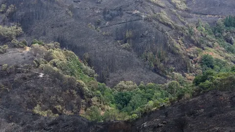 Efectos del incendio que ha afectado al municipio de Oencia. Foto: César Hornija.