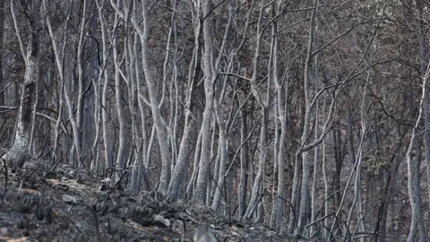 Oencia sobrevive gracias a la acción de sus vecinos mientras las llamas dejan un paisaje de dolor y destrucción en determinadas zonas; una de ellas, el cementerio