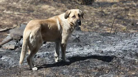 Oencia sobrevive gracias a la acción de sus vecinos mientras las llamas dejan un paisaje de dolor y destrucción en determinadas zonas; una de ellas, el cementerio