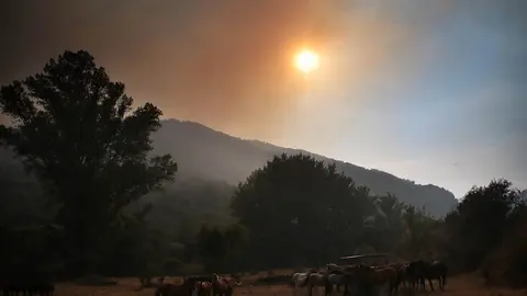 El 8 de agosto un rayo encendió la mecha de lo que se ha convertido en el incendio más largo del verano en León. Fasgar, Anllares y Llamas de la Cabrera suman ya 36 días en llamas, más de cinco semanas en las que miles de efectivos han pasado por la zona, incluso bajo tormentas, sin lograr sofocar por completo el fuego. Fotos: Peio García