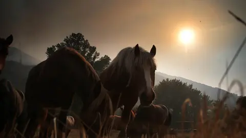 El 8 de agosto un rayo encendió la mecha de lo que se ha convertido en el incendio más largo del verano en León. Fasgar, Anllares y Llamas de la Cabrera suman ya 36 días en llamas, más de cinco semanas en las que miles de efectivos han pasado por la zona, incluso bajo tormentas, sin lograr sofocar por completo el fuego.