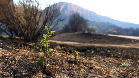 Efectos del incendio iniciado en la localidad de Yeres (León), y que ha afectado al paraje de Las Médulas. Foto: César Hornija.