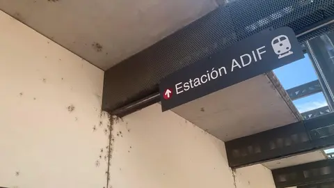 Los insectos 'toman' la estación de autobuses solo año y medio después de su reapertura.
